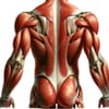 10 Best Core and Lower Back Strengthening Exercises for Pain Relief